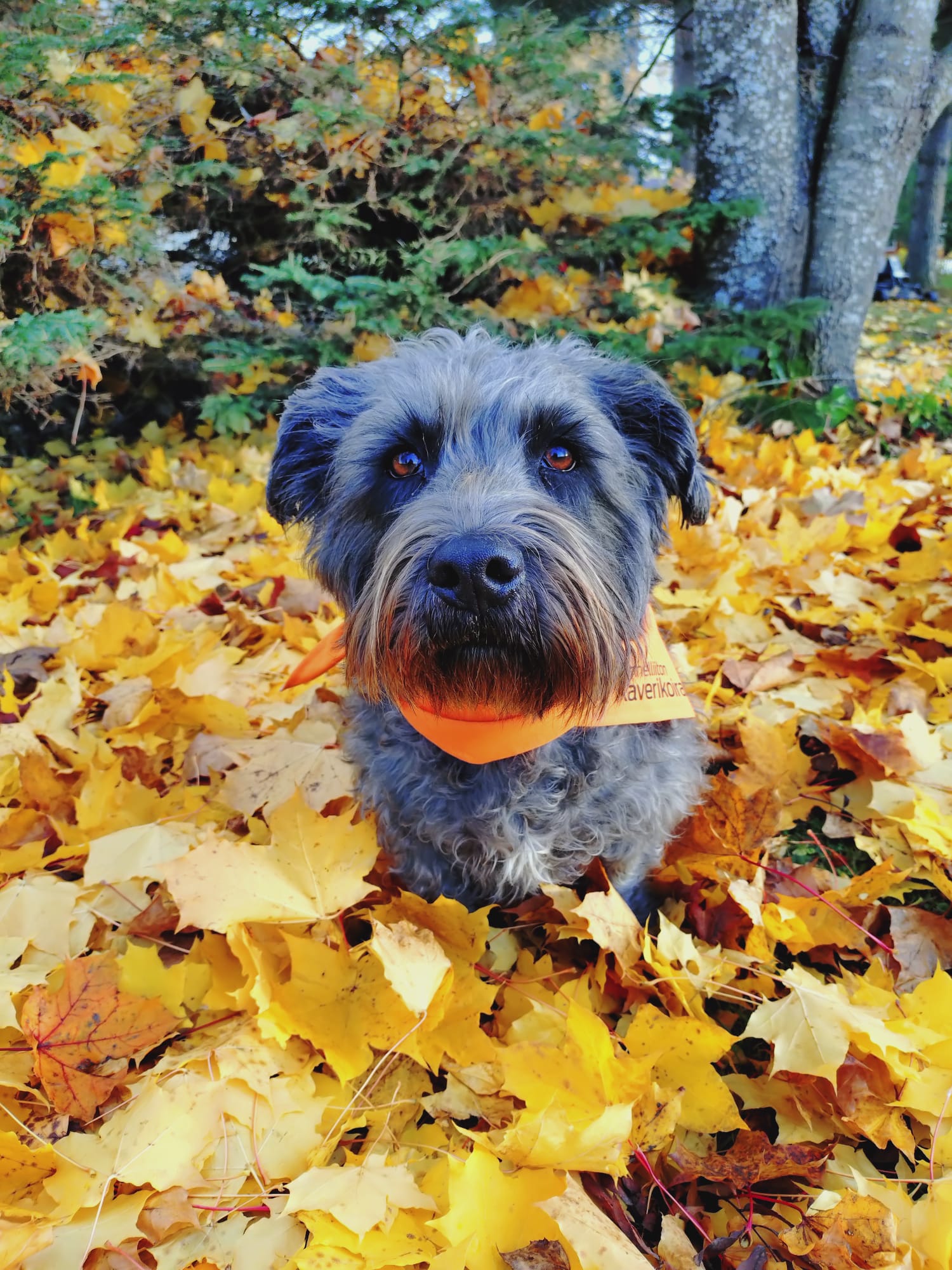 Koira istuu vaahteranlehtikasan päällä.