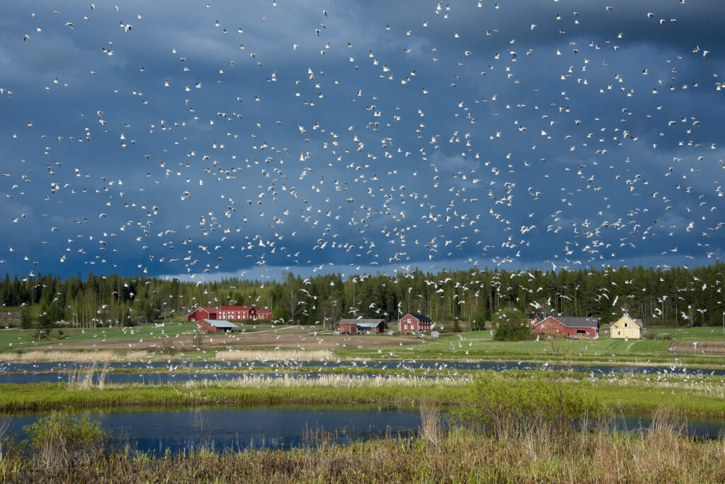 Nisosjärvi, linnuille tehty kosteikkoalue. Lintuja paljon yläpuolella.