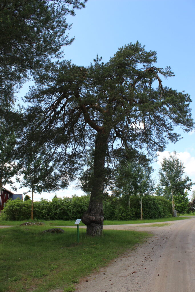 Piiskoomänty