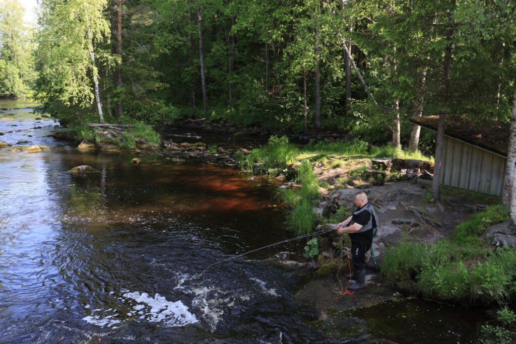 Mies kalastaa Sarvikkaankoskella.