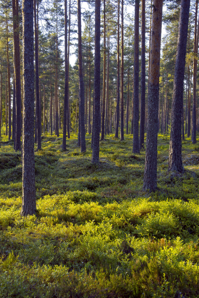 Kuvassa metsää.