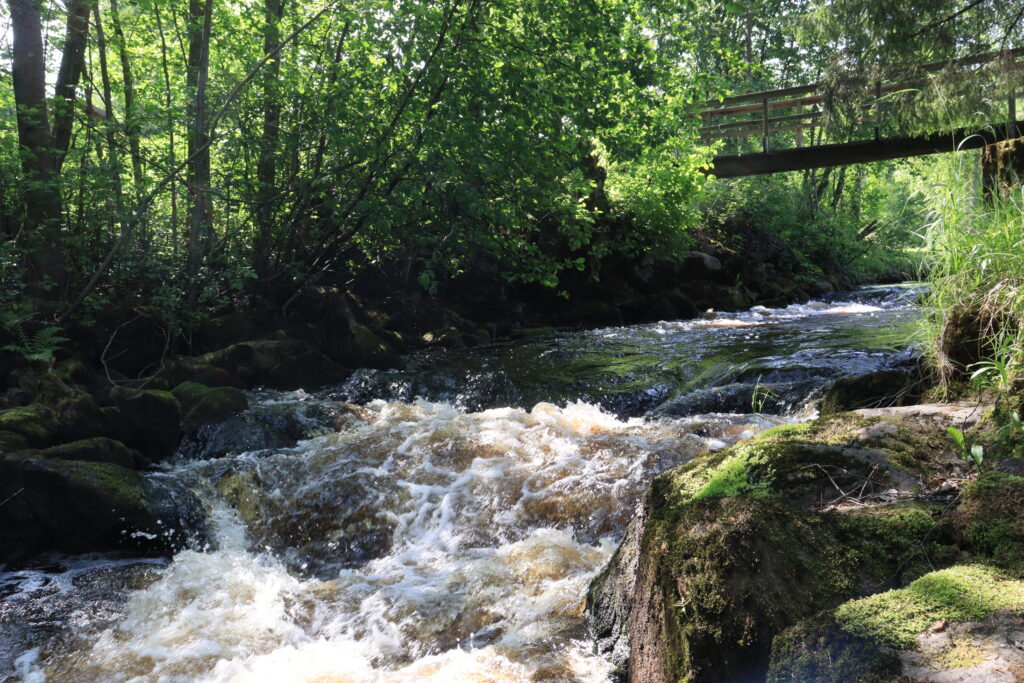 Sarvikkaankoski. Kosekn taustalla metsää ja silta.
