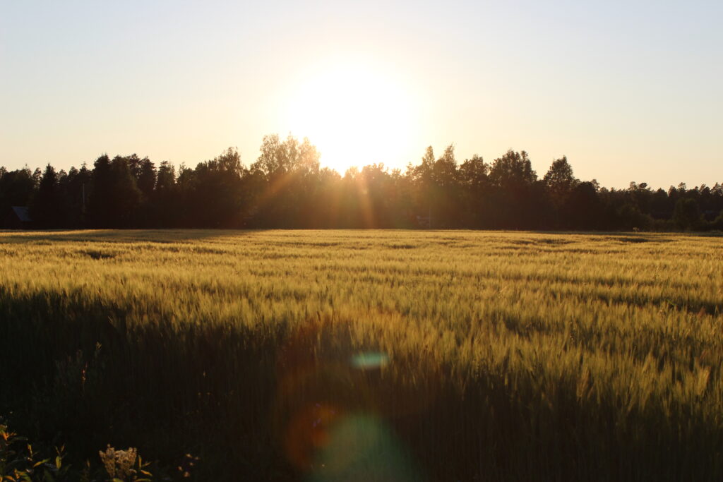Viljapelto ilta-auringossa.