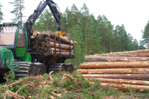 Kuvassa raivataan puustoa. Vasemmalla metsätyökone ja oikealla puupino.